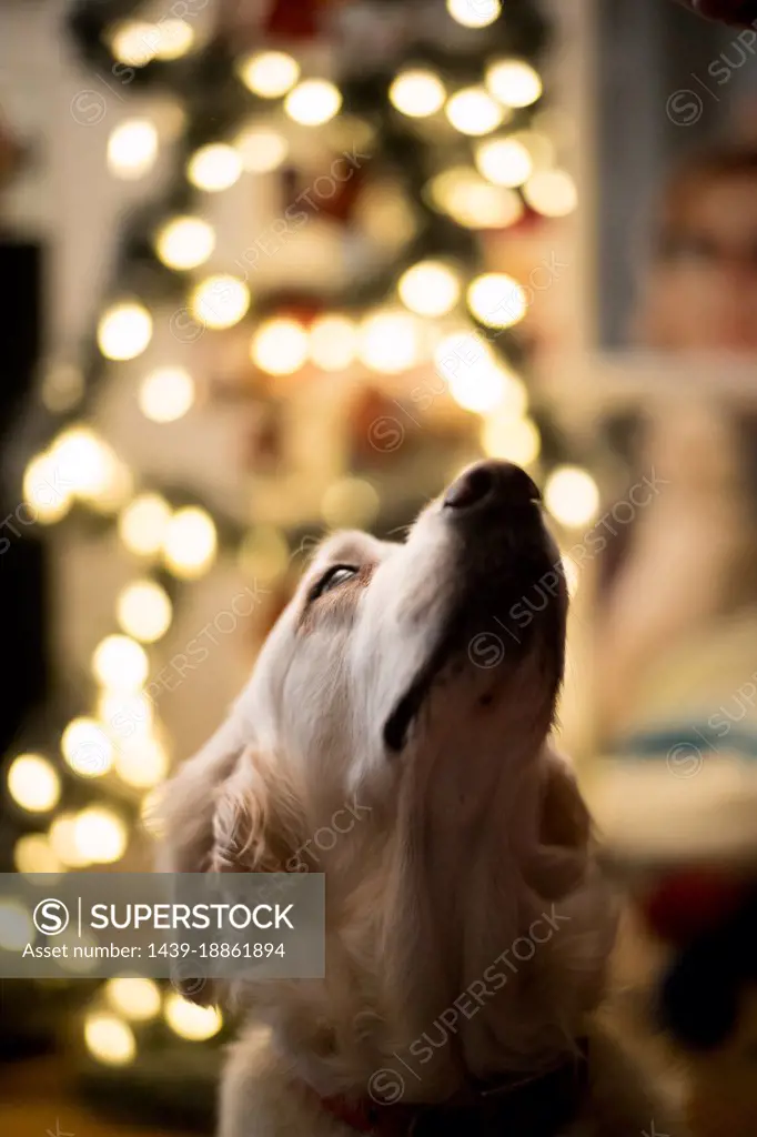Close-up of Golden Retriever in front of Christmas tree