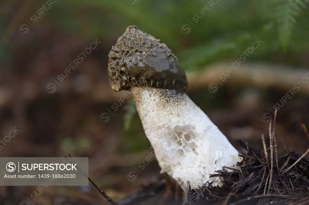 Phallus impudicus mushroom growing in forest