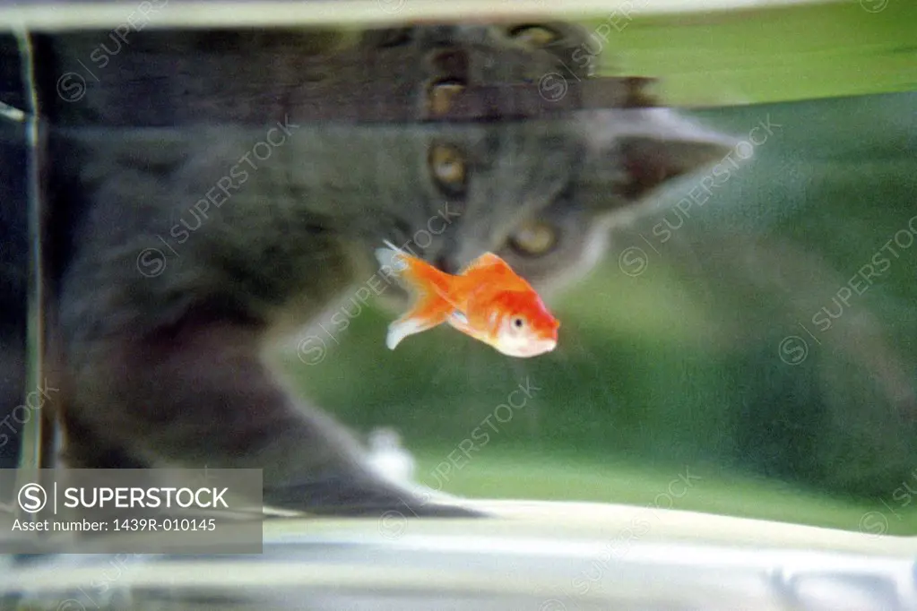 Cat watching a goldfish