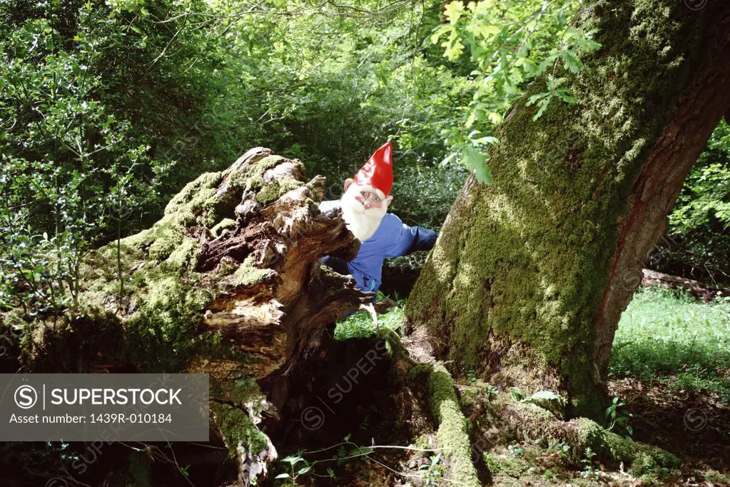 Garden gnome hiding behind tree