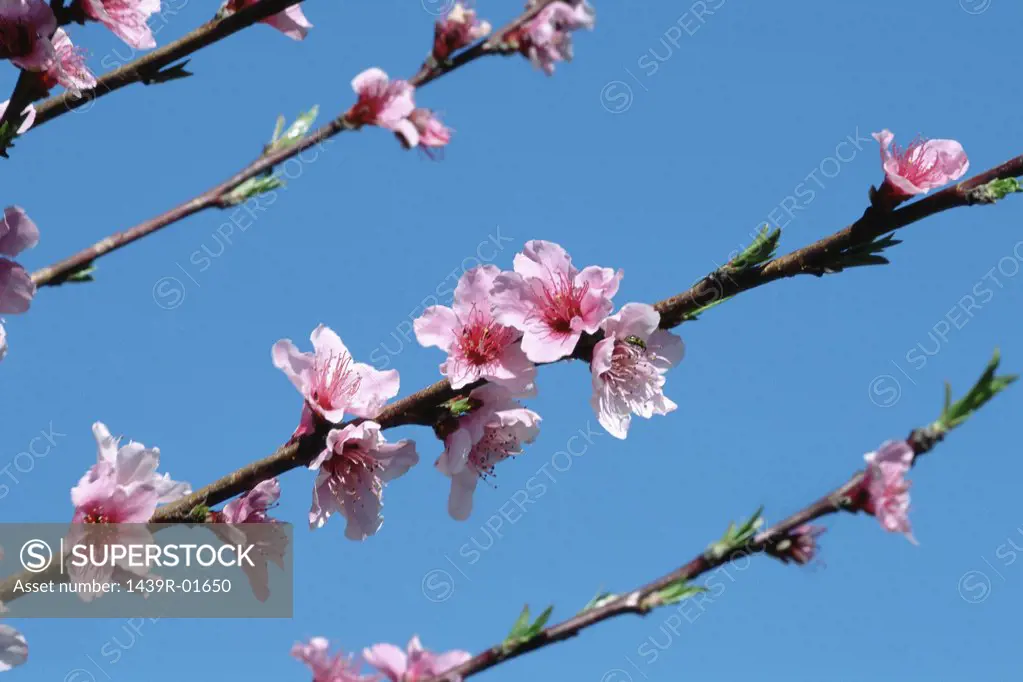 Pink blossom on tree