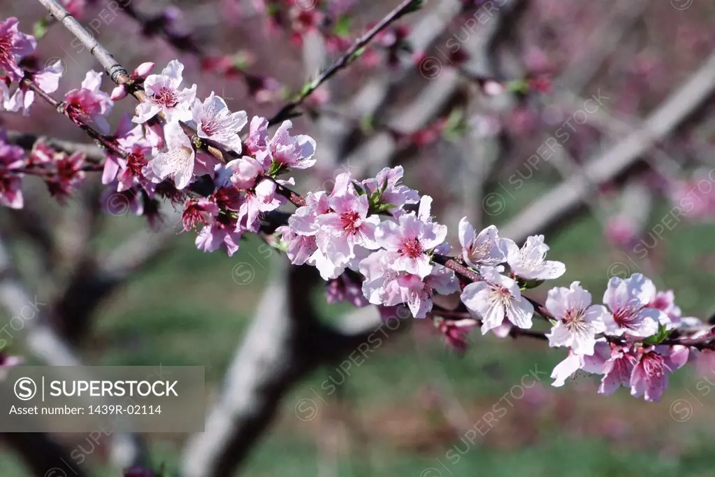 Pink blossom on tree