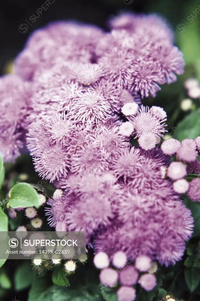 Purple ageratum