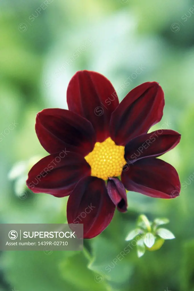 Red cosmos