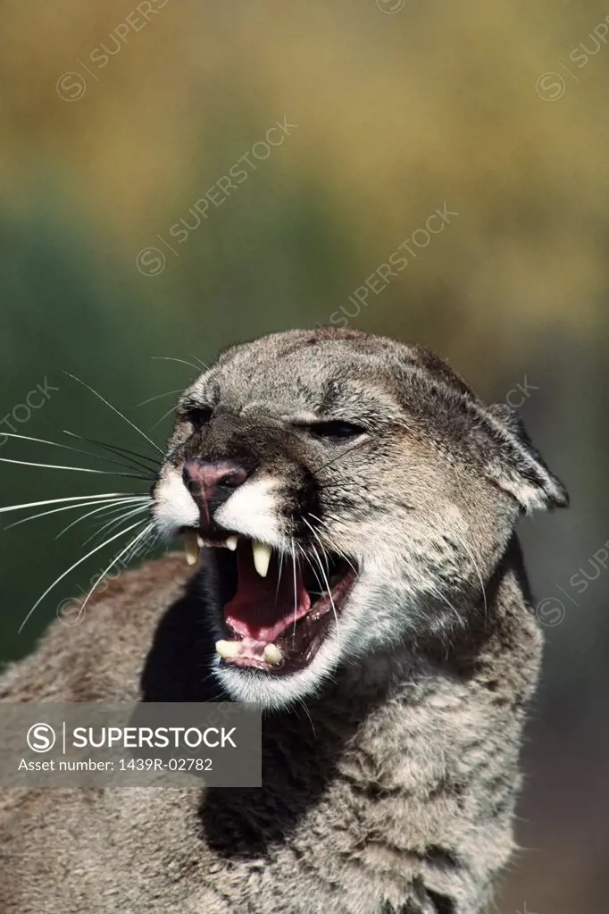 Snarling cougar