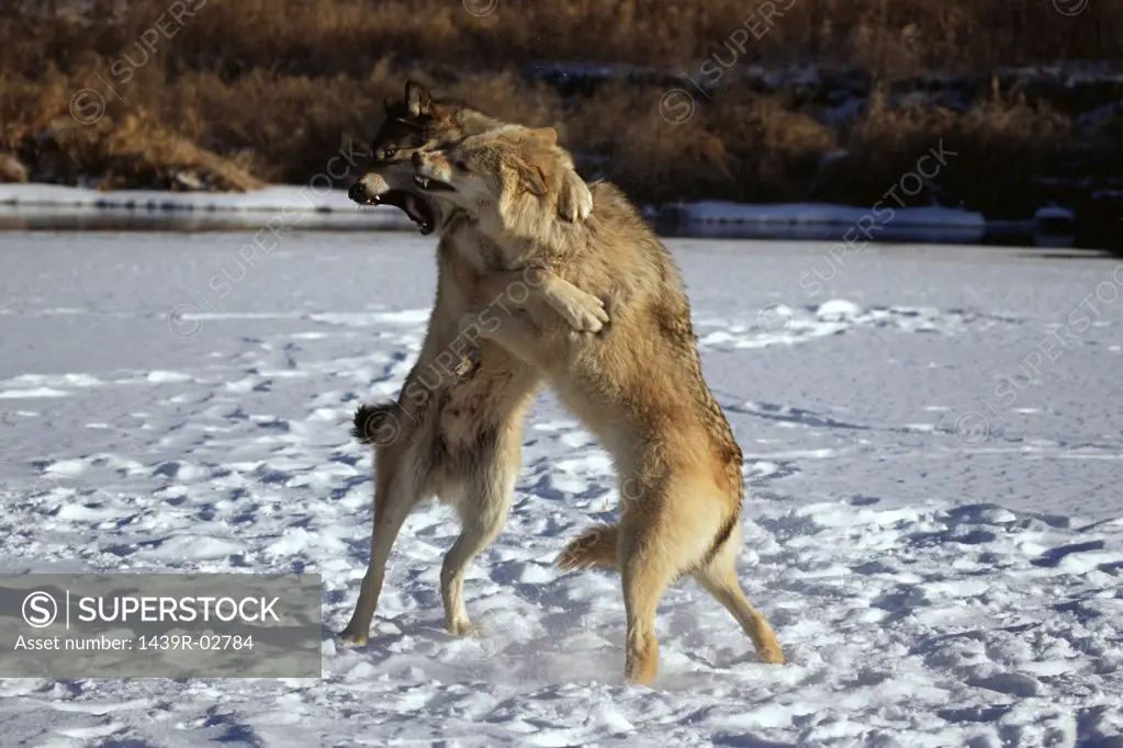Wolves fighting