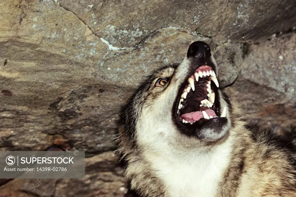 Snarling wolf
