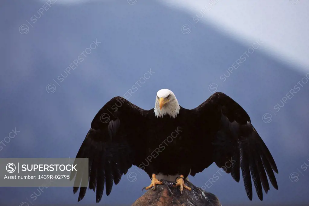 Bald eagle perched on rock