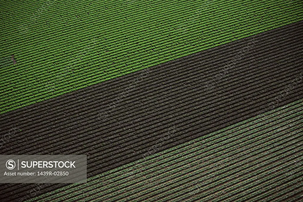 Aerial view of arable farm
