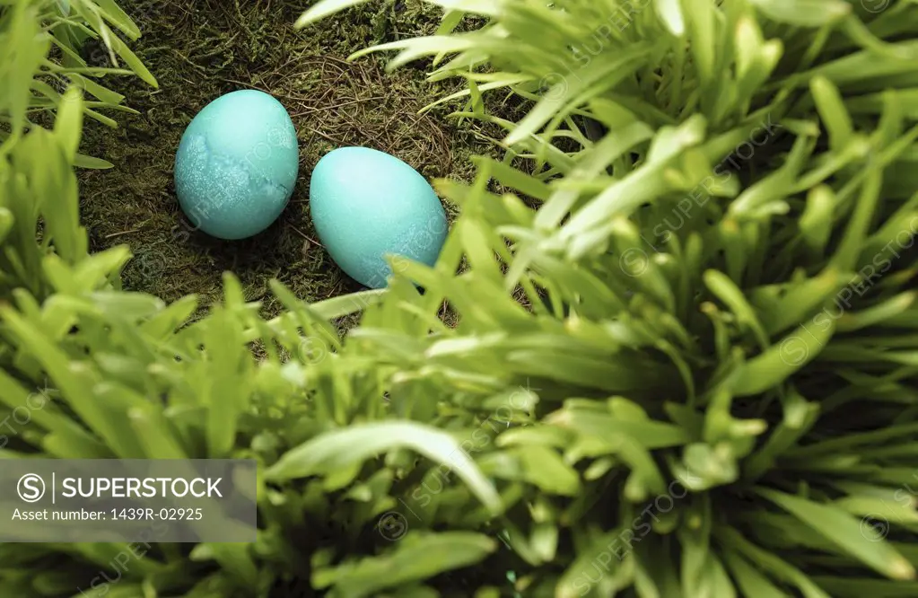 Pair of blue eggs in nest