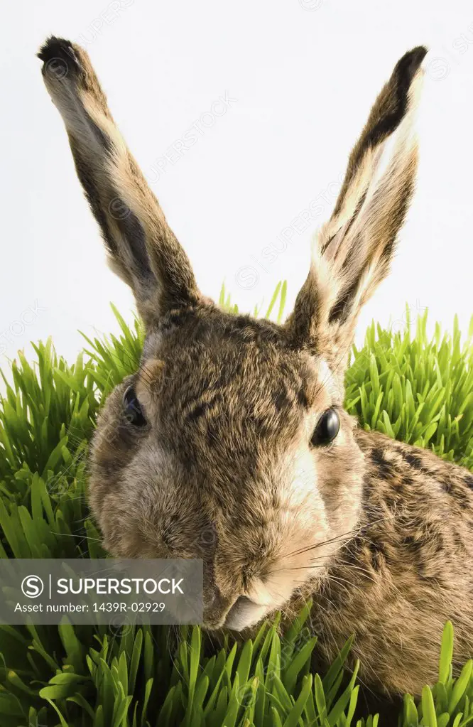 Rabbit in grass