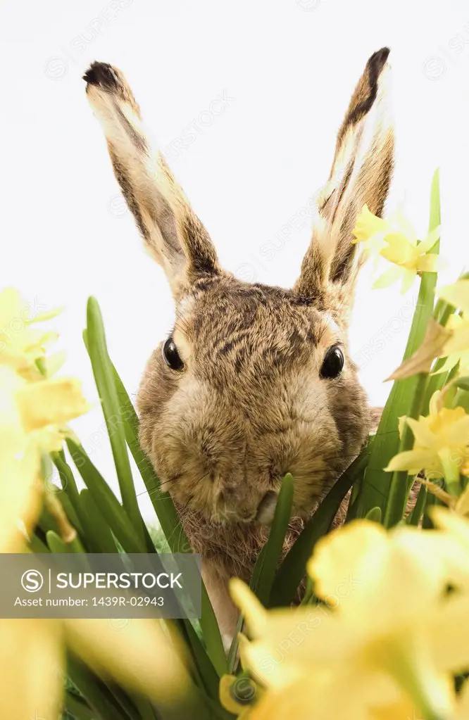 Rabbit between daffodils