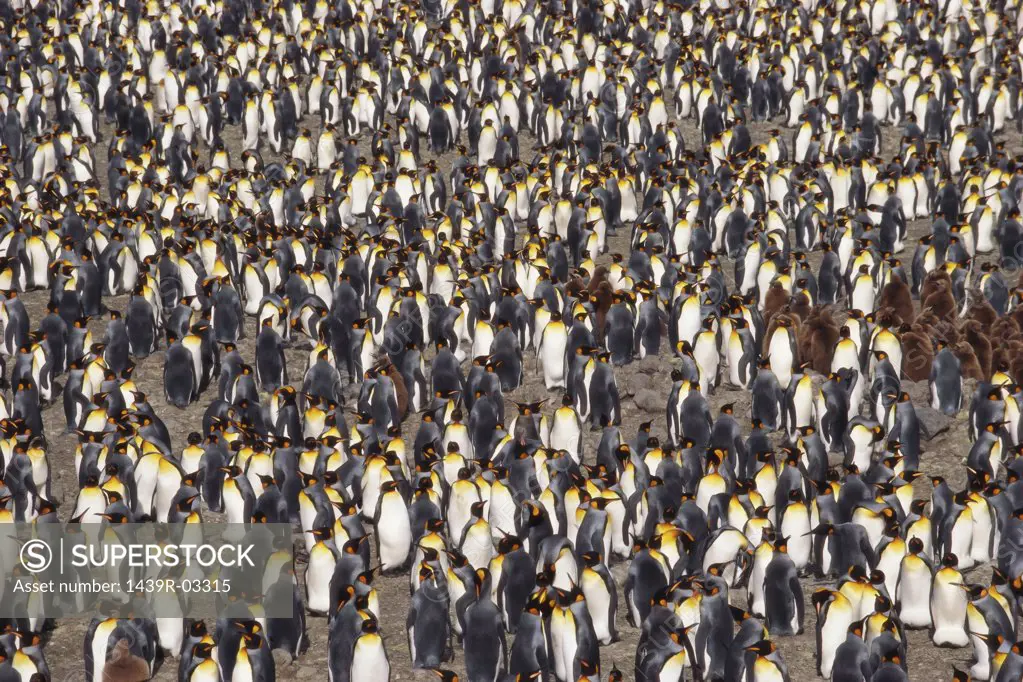 Creche of king penguins