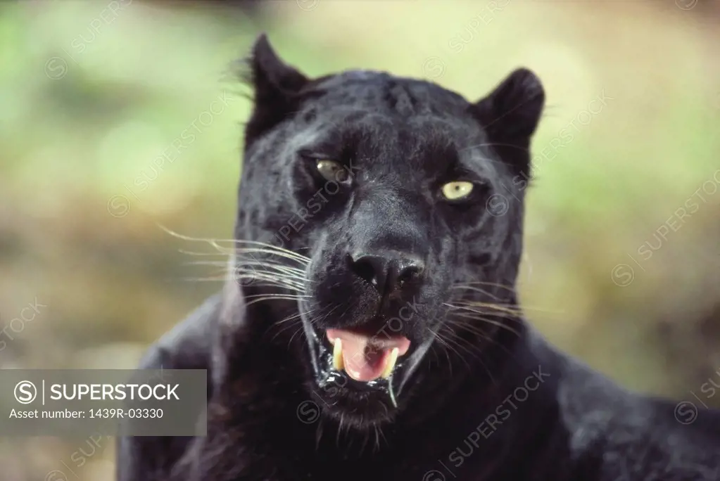 Black african leopard