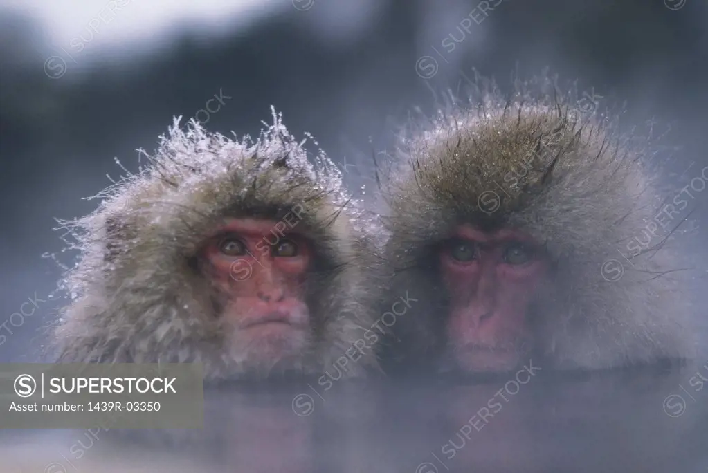Two snow monkeys in water