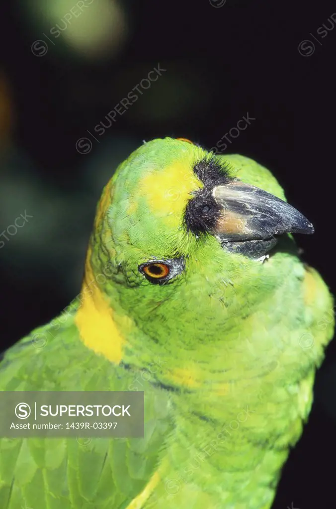 Yellow naped amazon parrot