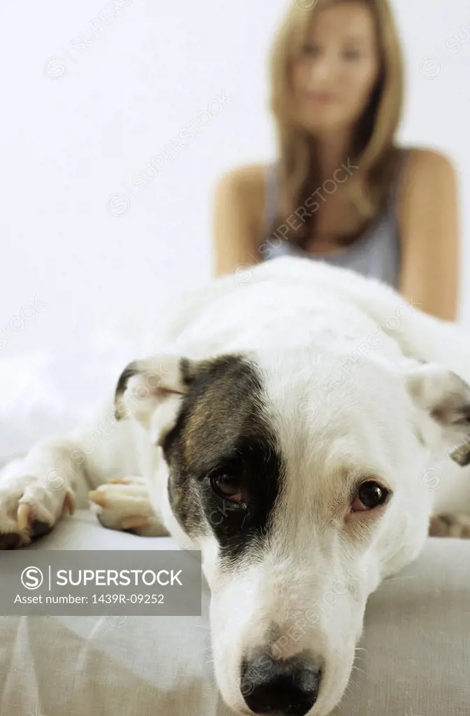 Dog lying in front of owner