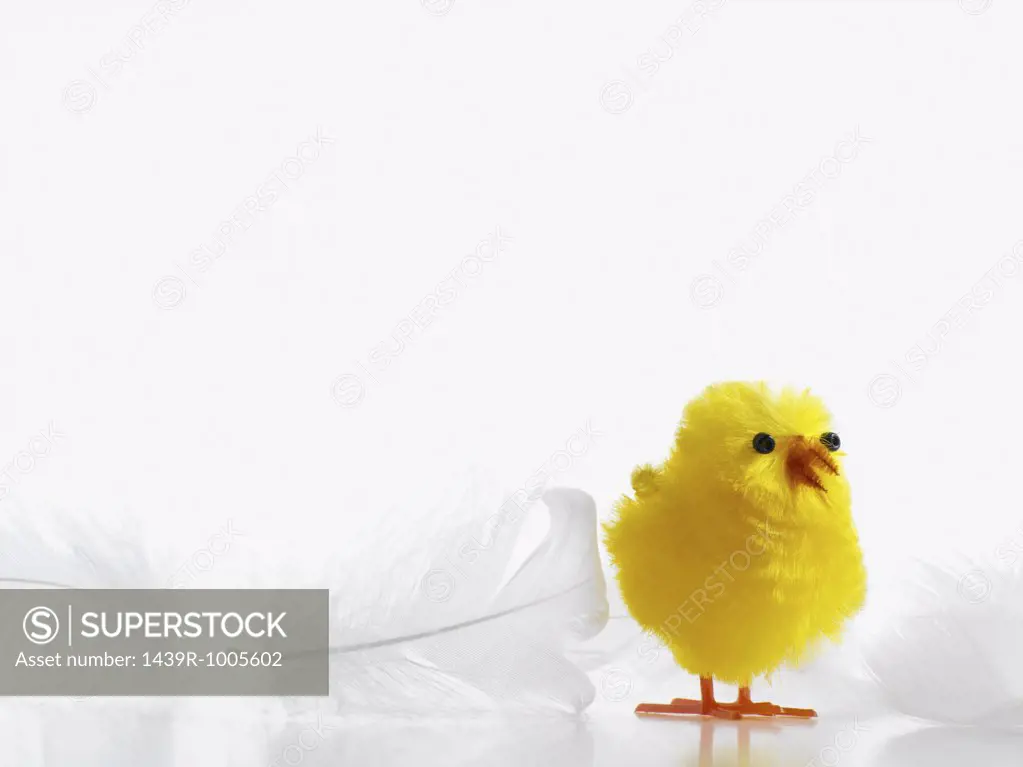 Easter chick and feathers