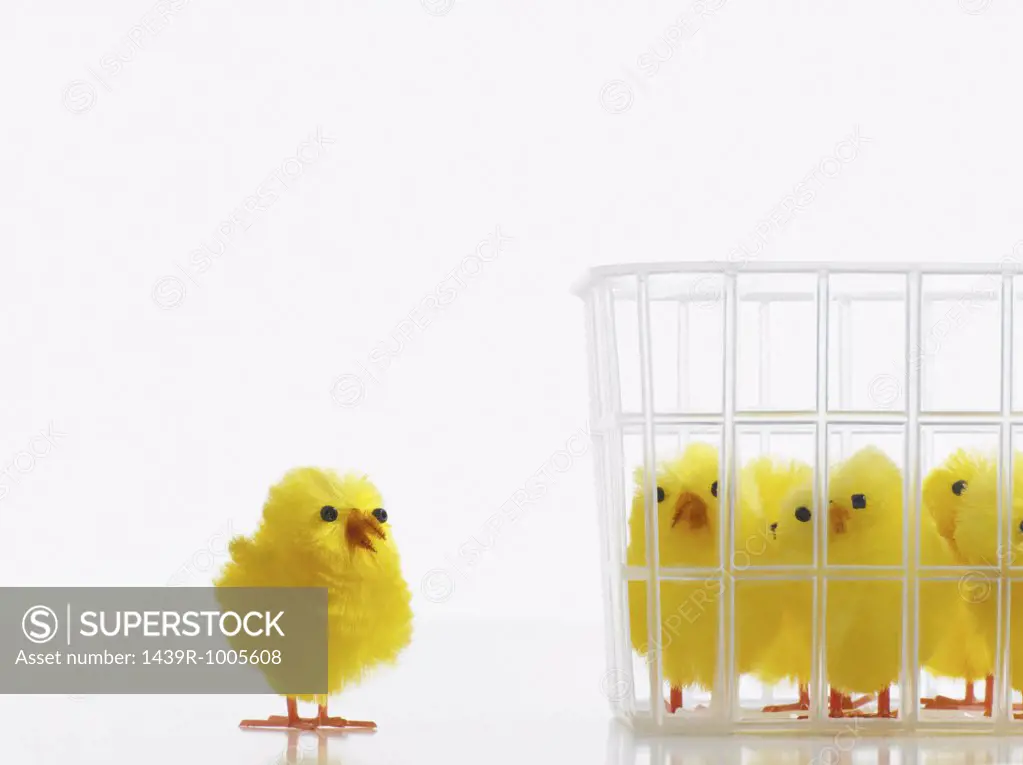 Chick separated from others in basket