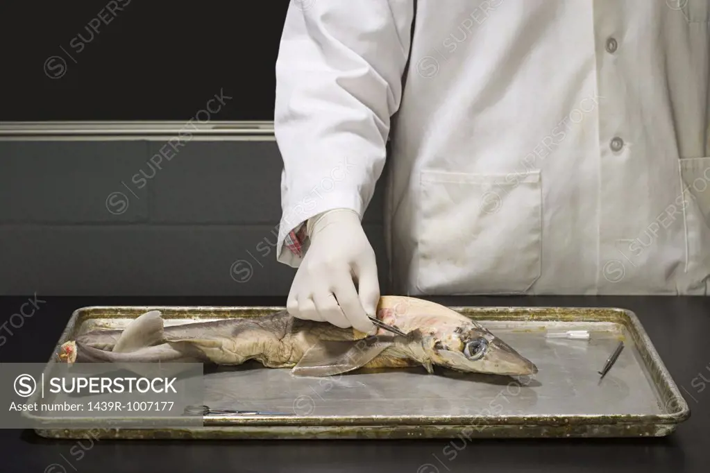 Person experimenting on a fish