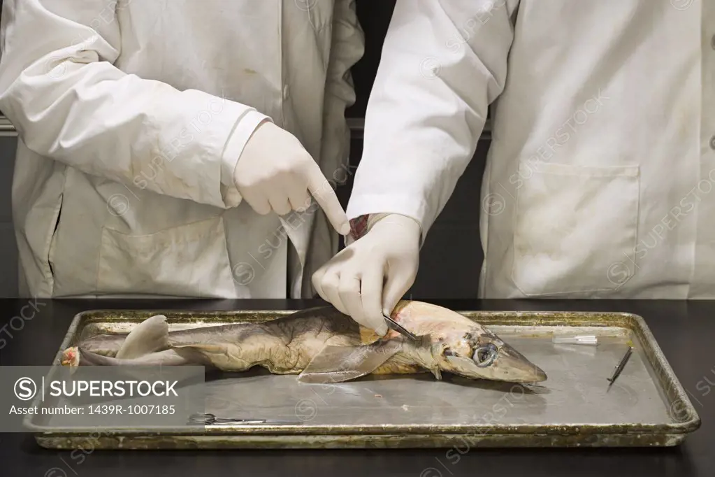 Two people experimenting on a dead fish
