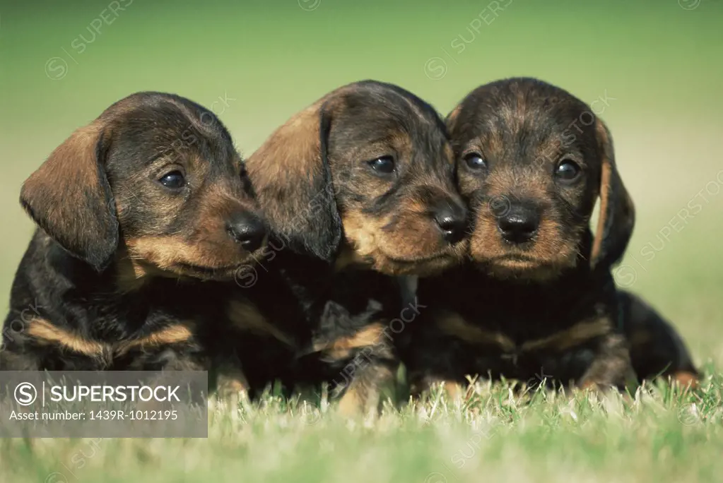 Three puppies