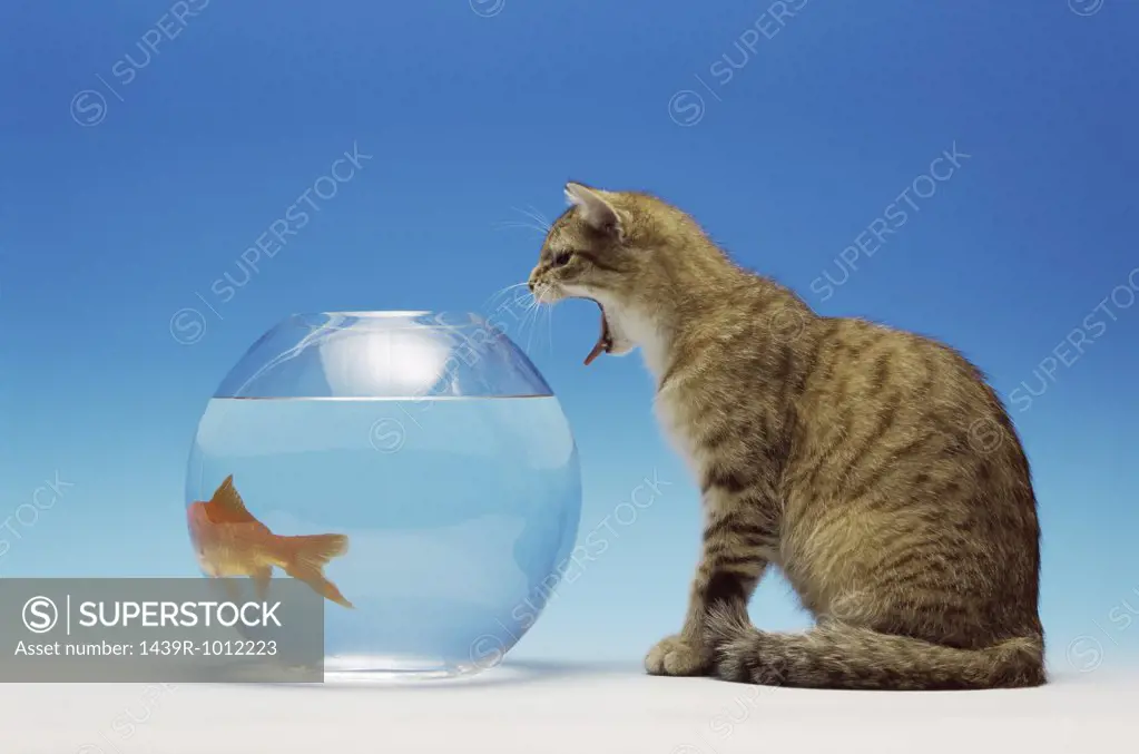 Cat watching a goldfish