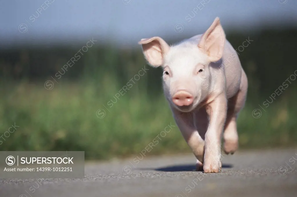 Piglet running along road