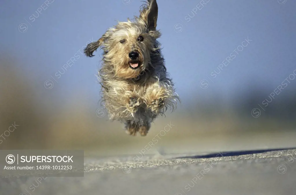 Running terrier