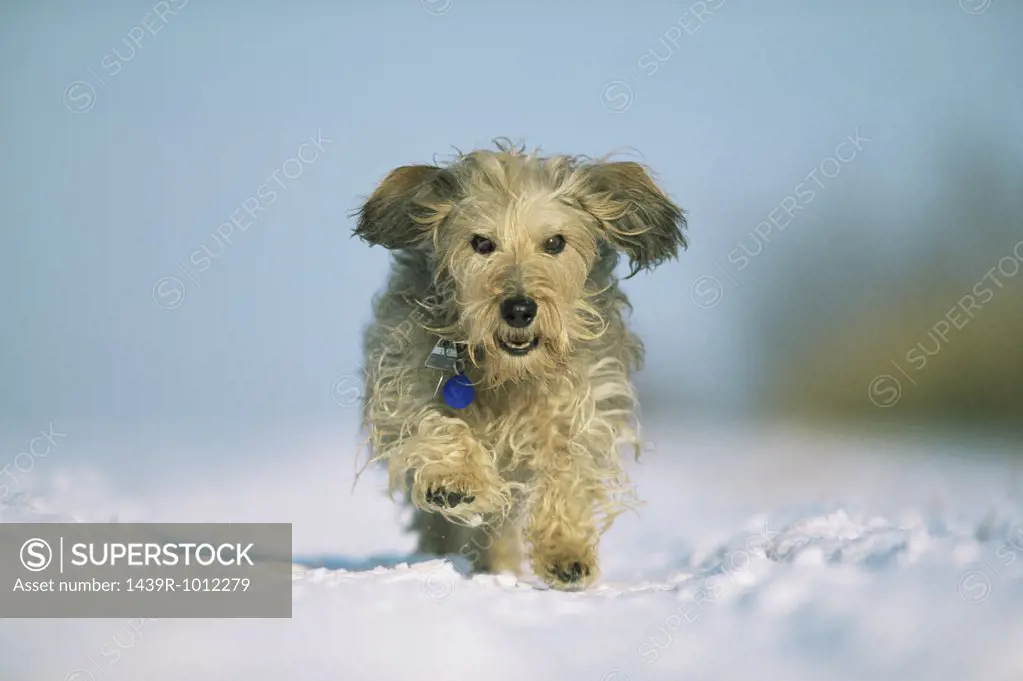 Terrier running in the snow