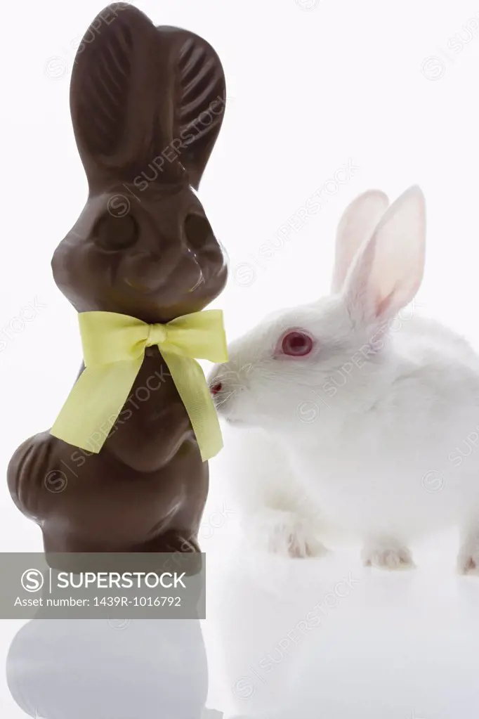 Rabbit smelling chocolate
