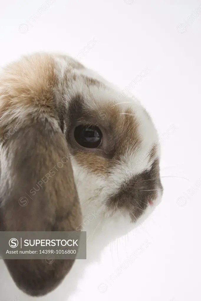 Lop-eared rabbit