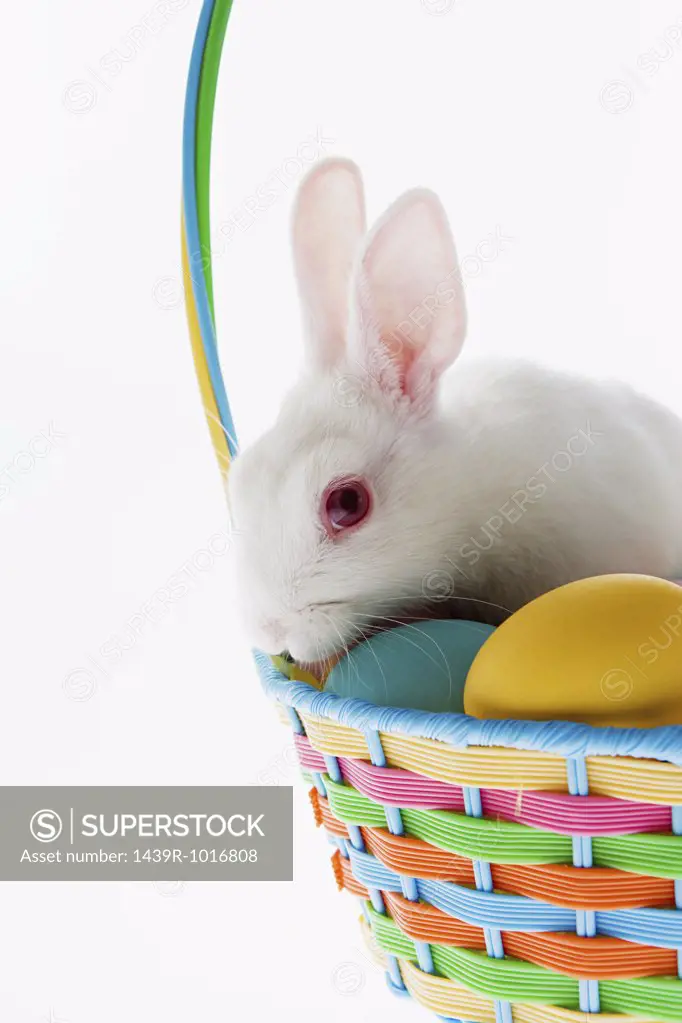 Rabbit on top of a basket of eggs