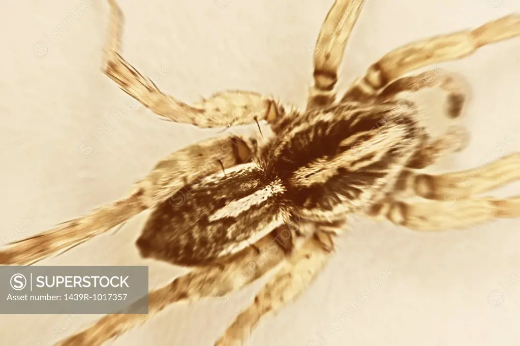 Wolf spider