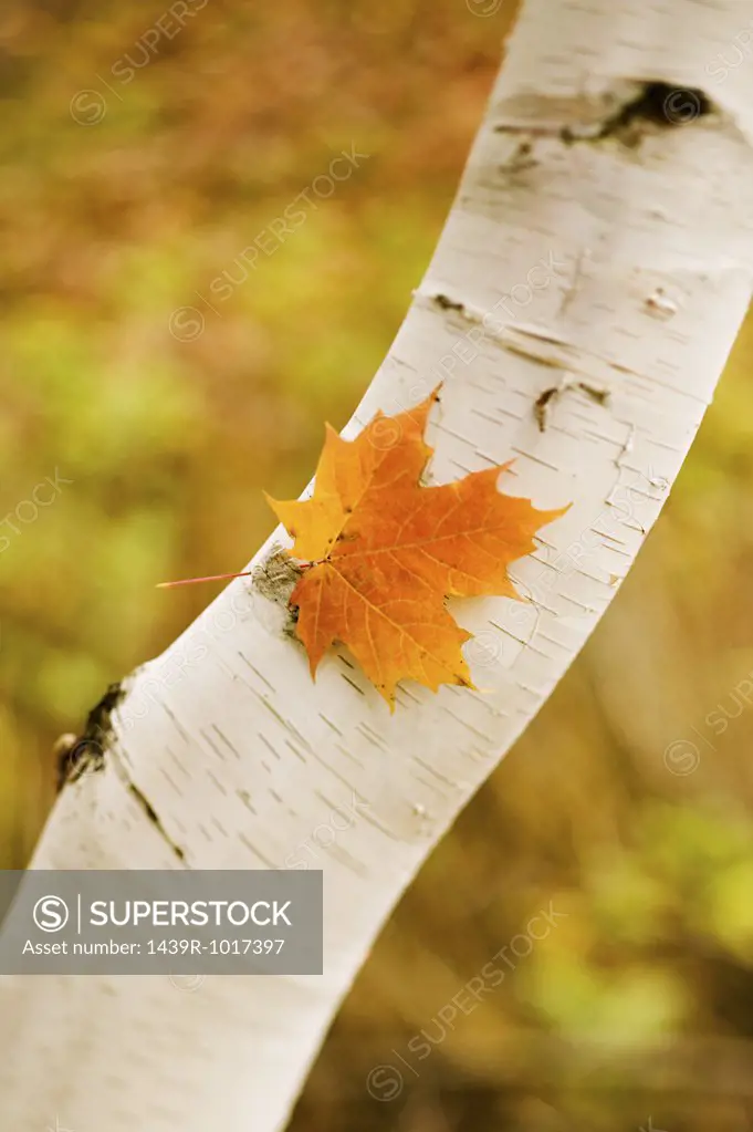 Maple leaf on a white birch tree