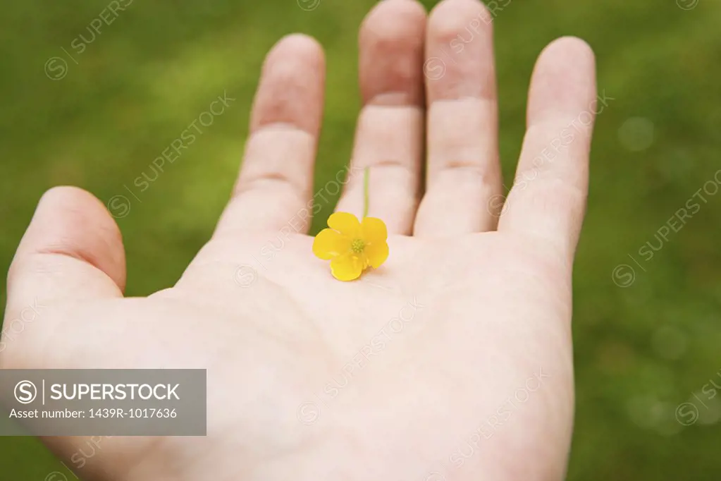 Person holding a buttercup