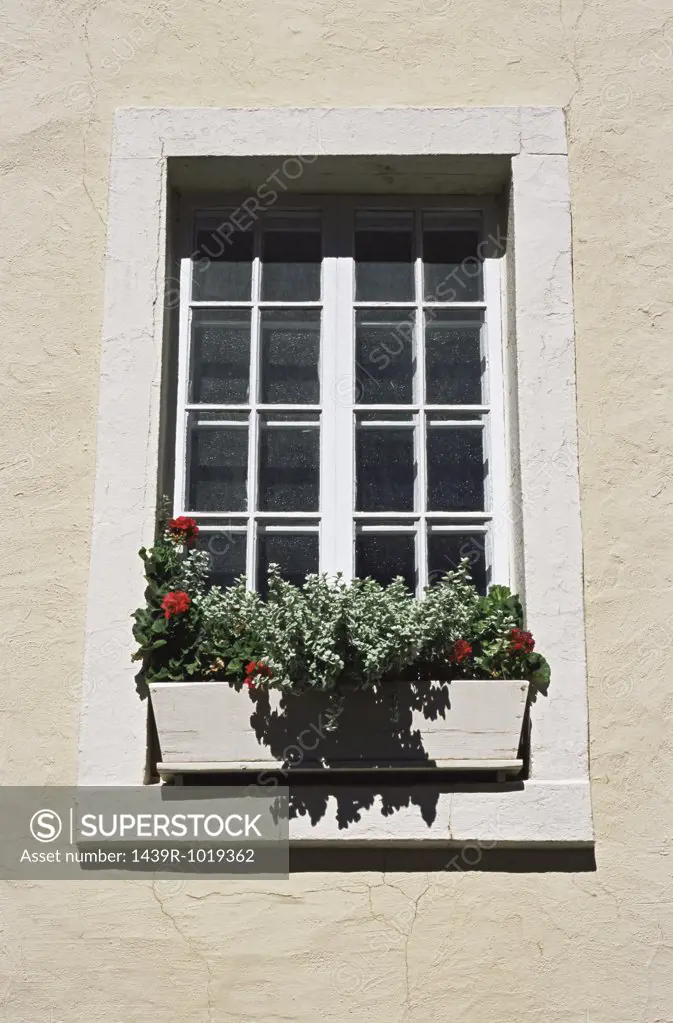 Window with window box