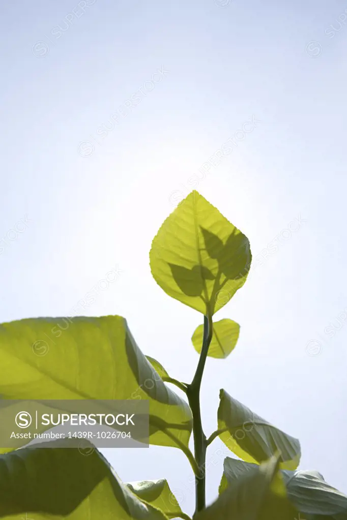 Plant in sunlight