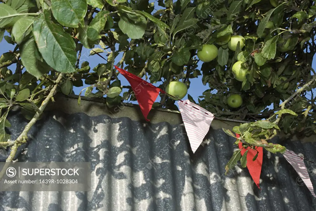 Bunting and apples in a tree