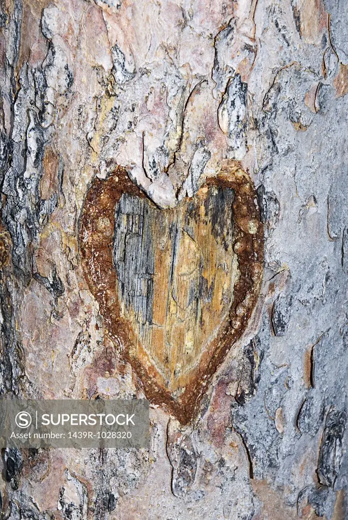 Heart carved in a tree trunk