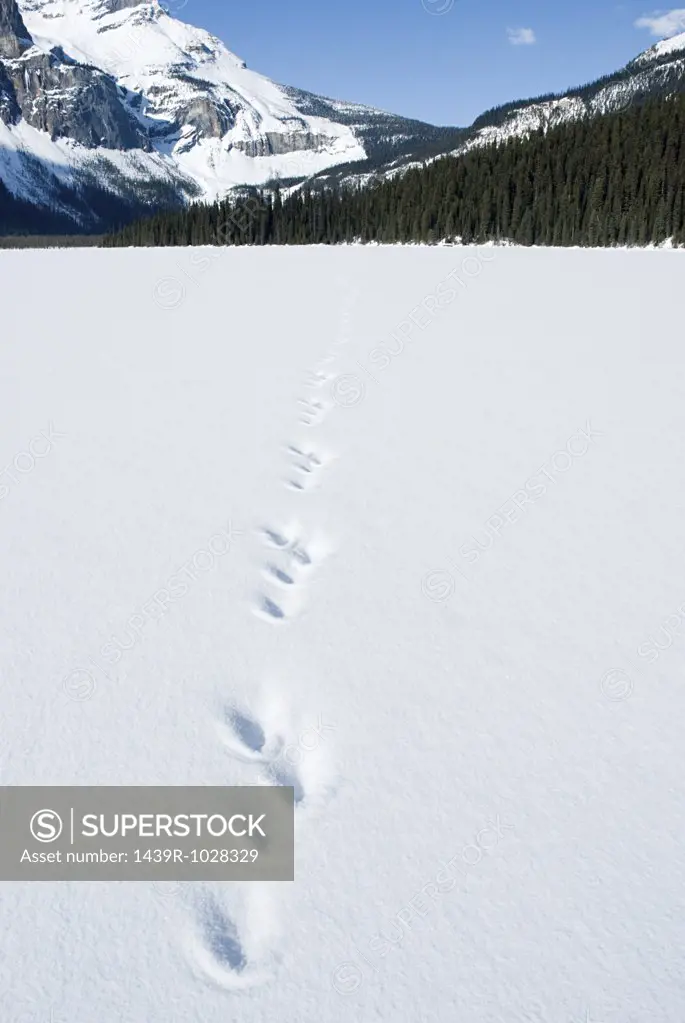 Tracks in snow on frozen lake