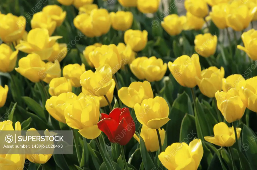Red tulip amongst yellow tulips