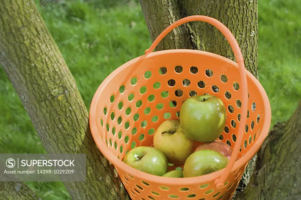Basket of apples in a tree