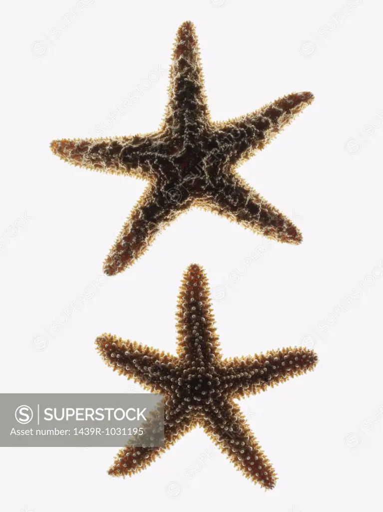 Two starfish