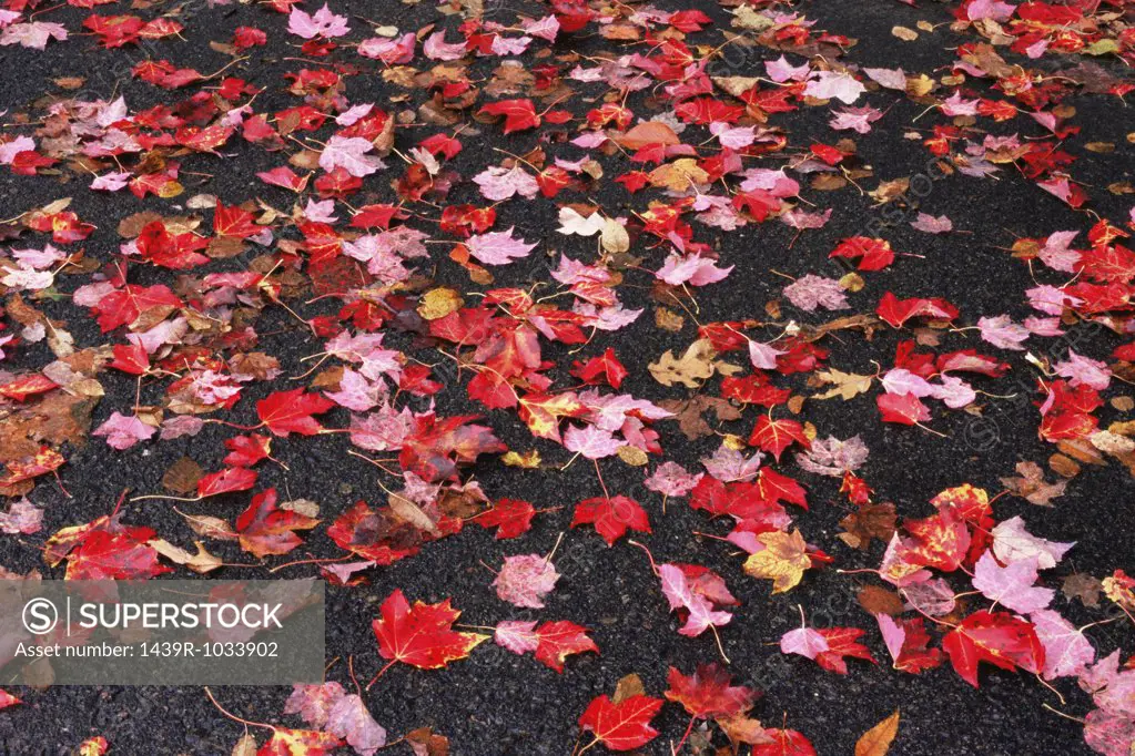 Autumn leaves on a pavement