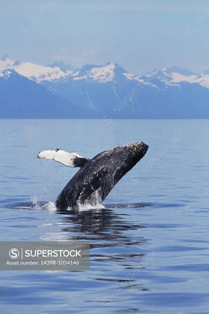 A breaching humpback whale in alaska
