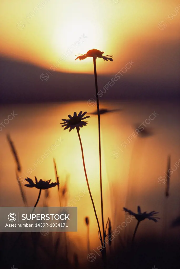 Silhouette of daisies