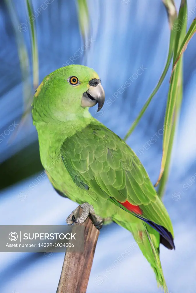 Yellow naped amazon parrot