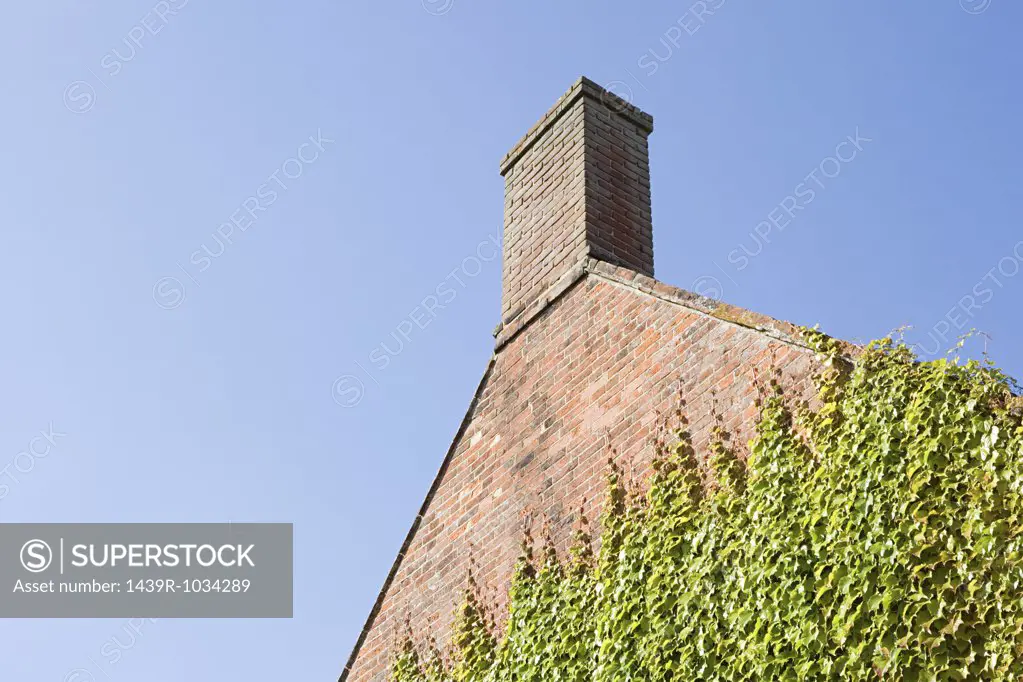 Ivy growing on a house