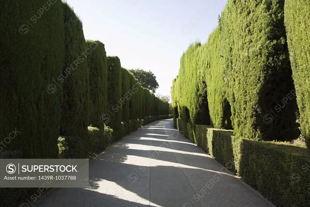 Hedge lined path